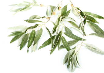 Olive branch isolated on white