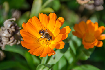 bee flower