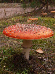 Fly-agaric in the autumn forest