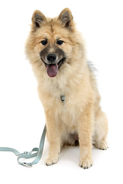 angeleinter Eurasier