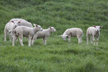 Obraz na płótnie Canvas Five young lambs in the spring and a mother sheep