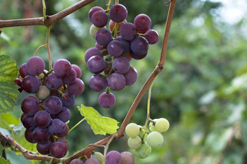 Organic grapes