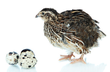 Young quail with eggs isolated on white
