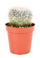 Cactus in flowerpot, isolated on white background