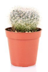 Cactus in flowerpot, isolated on white background