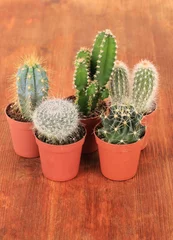 Foto op Plexiglas Cactus in pot Collection of cactuses on wooden background
