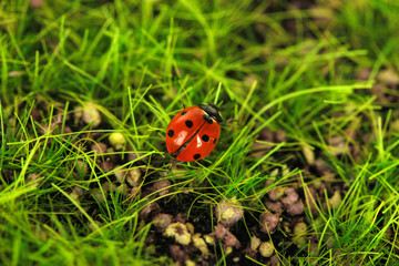 Beautiful ladybird on green moss, close up