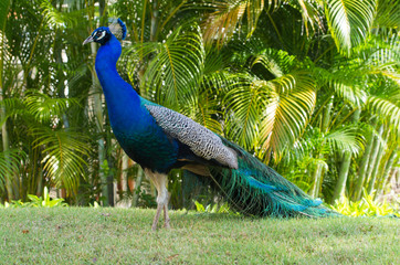 Obraz premium Peacock