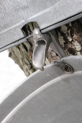 Ernte von Ahornwasser im Frühling Herstellung von Ahornsirup; nahe einer 