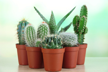 Collection of cactuses on wooden table