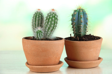Beautiful cactuses in flowerpot on wooden table