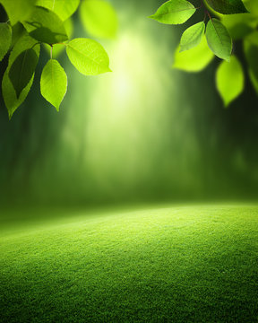 Fototapeta Spring forest  background