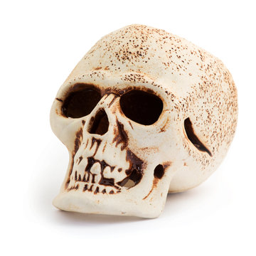 Human skull isolated on a white background.