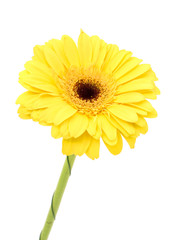 Gerbera flower isolated on white background