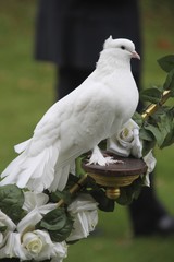 Hochzeitstäubchen - Hochformat