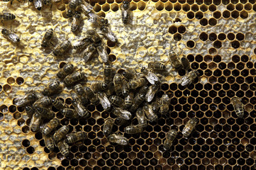 Bees and comb