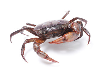 crab isolated on white background