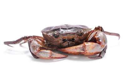 crab isolated on white background