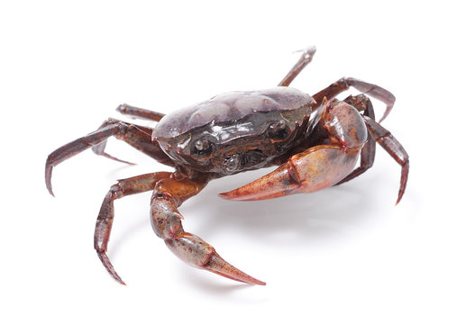 crab isolated on white background
