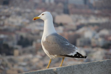 Gaviota alicante