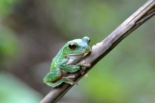 可愛い目をした蛙