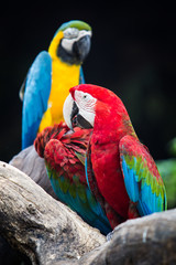 Blue-and-red macaw