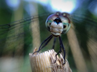 Dragonfly Perched on a Twig