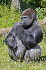Gorille 