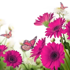 Küchenrückwand glas motiv Blumen und Pflanzen Mehrfarbige Gerbera-Gänseblümchen und Schmetterling auf einem weißen