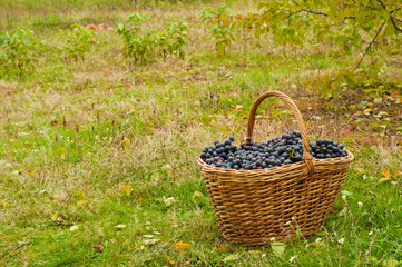 Fototapeta na wymiar Wino z winogron w koszyku