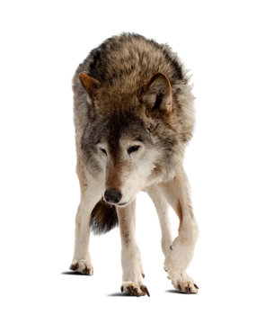 wolf. Isolated over white