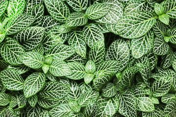 striped leaf ornamental plants close up
