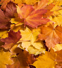 Autumn leaves  background