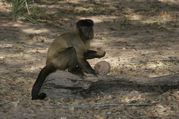 Brown, black-striped or bearded capuchin, Cebus libidinosus