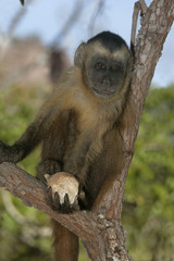 Obraz premium Brown, black-striped or bearded capuchin, Cebus libidinosus