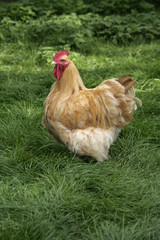 Buff orpington