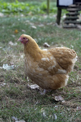 Buff orpington minature