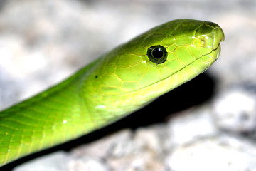 green mamba