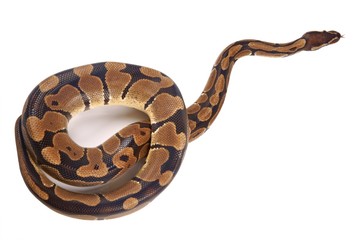 Python regius with tongue sticking out, on white background