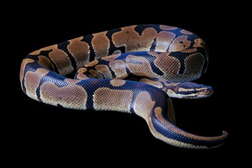 Python regius on a black background