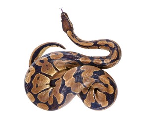 Fototapeta premium Python regius with tongue sticking out, on white background