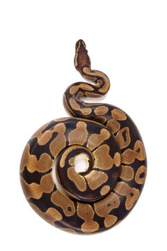 Python regius on white background