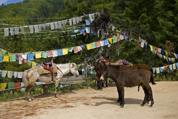 Ponies, Takthsang Goemba, Bhutan