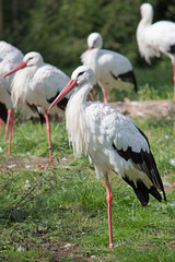Weißstorch