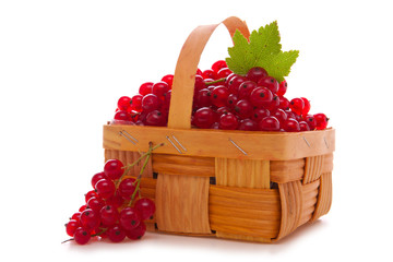 Fresh red currants in the fruit basket. 
