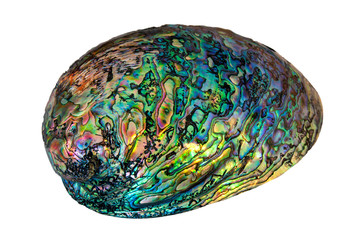 green and blue New Zealand shell isolated on white background