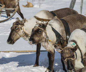 trio of reindeers