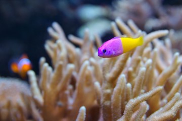 Bicolor Dottyback (Pictichromis paccagnella)