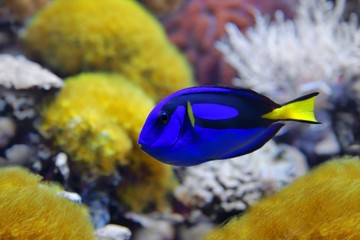 Obraz na płótnie Canvas Blue Tang (Paracanthurus hepatus)