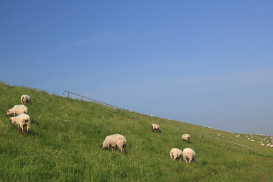 deichschafe